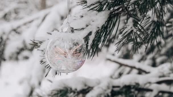 Zoom Out Transparentní Trendy Skleněná Vánoční Koule Zasněžených Větvích Jedlí — Stock video