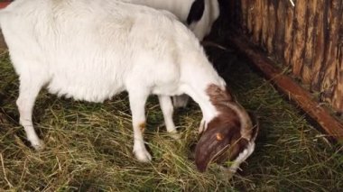 Animals goats eating in the farm. Domestic farm chews. Agriculture and ecology. Goat farm dairy . Full udder with milk, food for little kids, livestock raising on the farm, farming, walking pets on