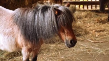 Pony horse is walking in paddock. Little horse in brown color on farm backyard. Domestic animals living even-toed herbivore. Horse or pony stands in the middle of wild nature