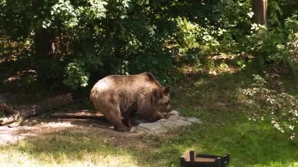 令人惊奇的强大的棕熊生活在森林里寻找食物行走在野外的森林里 神奇的毛皮颜色 森林中的生命 危险动物自由之家 野生动物 — 图库视频影像