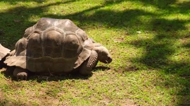 Giant Galapagos Tortoise Chelonoidis Nigra Moving Green Grass Big Old — Vídeos de Stock