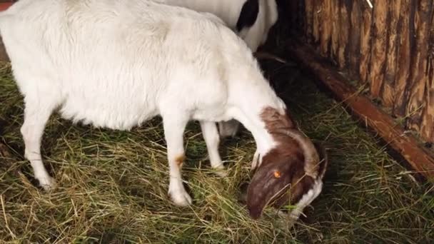 動物ヤギは農場で食べています 国内の農場のチューブ 農業と生態学 ヤギの酪農家だ 小さな子供のためのミルク 農場で飼育されている家畜 ペットの散歩 — ストック動画