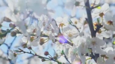 Kiraz ağacında beyaz kiraz çiçekleri. Yaklaş. Kiraz çiçeğinin beyaz taç yaprakları. Doğa. Doğal ışıklandırmalı parlak çiçek sahnesi. Bahar konsepti 