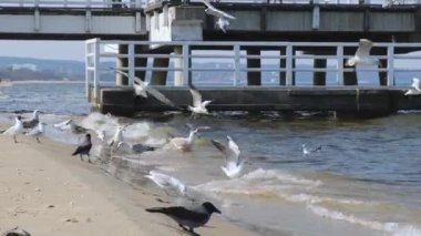 Sopot Molo iskelesi Avrupa 'nın en uzun iskelesi. Baltık Denizi ve Güneş. Baltık Denizi sahillerinde uçan martılar yiyecek arıyorlar. Gdansk seyahat rotası. Tatil tatili