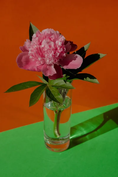 Beautiful peony flower on pink color in transparent Glass of water on isometric creative background. Fresh cut flowers green leaf for decoration home. Delivery flower. Feminine floral composition
