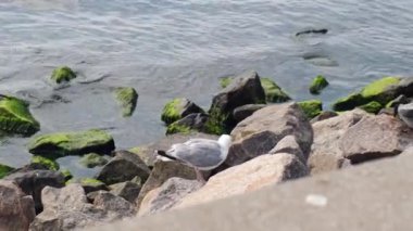 Bird on the sea on water background. Seagull on lonely stone on the seacoast. Autumn cold water. Flying white gulls over stones. Wild birds. Flock of birds fly around. 