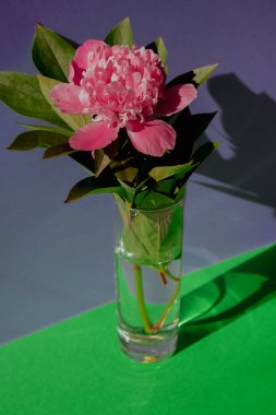 Beautiful peony flower on pink color in transparent Glass of water on isometric creative background. Fresh cut flowers green leaf for decoration home. Delivery flower. Feminine floral composition 