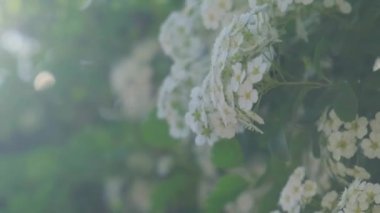 Kiraz ağacında beyaz kiraz çiçekleri. Yaklaş. Kiraz çiçeğinin beyaz taç yaprakları. Doğa. Doğal ışıklandırmalı parlak çiçek sahnesi. Bahar konsepti arka planı