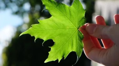 Güneş ışığı arka planında yeşil akçaağaç yaprağı tutan bir kadın. Güneş ışını duvar kâğıdı için doğal arkaplanı kırar