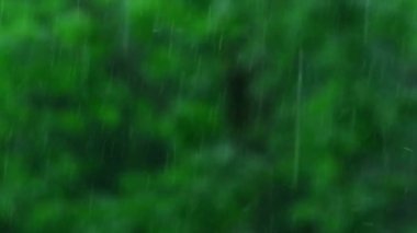 Sağanak yağmur, yazın gök gürültülü fırtına. Arka planda yeşil ağaçlar. Rüzgarlı yağmurlu hava, Bokeh ile yakın çekim. Mevsimlik tropikal yağmur ormanları karanlık akşam görüntüleri. Şiddetli yağmurda fırtına, güçlü.