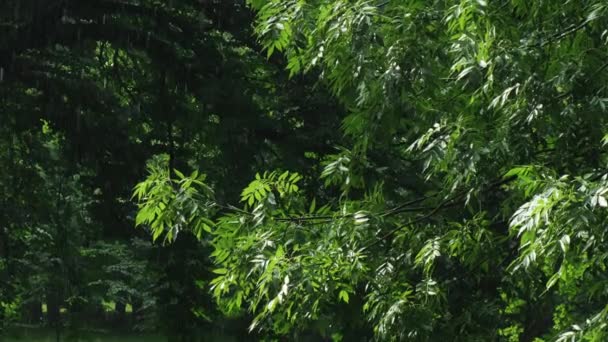 Deszcz Ulewa Deszcz Burza Lecie Zielone Drzewa Tle Wiatr Deszczowa — Wideo stockowe