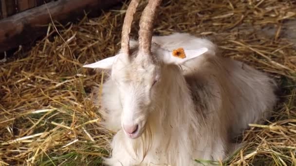 Animals Goats Eating Farm Domestic Farm Chews Agriculture Ecology Goat — Wideo stockowe