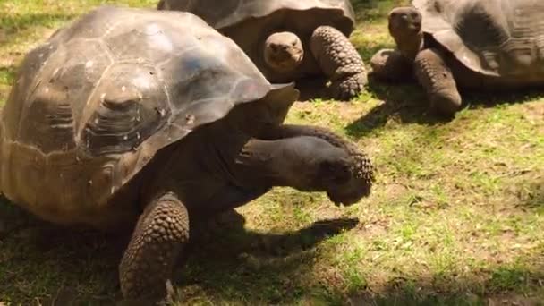 Giant Galapagos Tortoise Chelonoidis Nigra Moving Green Grass Big Old — Vídeo de stock