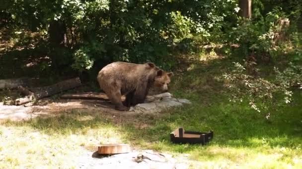 Дивовижний Могутній Браун Ведмідь Живе Пошуках Їжі Лісі Гуляючи Лісом — стокове відео
