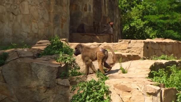 Adult Capuchin Monkey Sitting Rock Chewing Fruit Walking Away Monkey — Vídeos de Stock