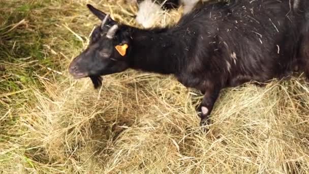 在农场里吃的动物山羊 国内农场的咀嚼物 农业和生态 山羊农场奶制品 满身都是牛奶 孩子们的食物 农场里的牲口饲养 走狗走狗走狗 — 图库视频影像