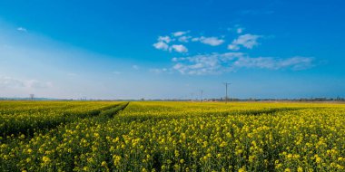 Gorgeous yellow canola field blooming rapeseed farm backlit with sunset light. Big agricultural field planted with numerous yellow flowers of field mustard blossoming in springtime. Rapeseed oil in rape field Summer Herbal flowers green industry Rape