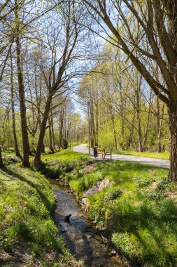 Sunrise through the morning mist in the pine forest at the end of summer. Sunbeams in the dark forest. Deep forest tree. Green grass Natural wallpaper background