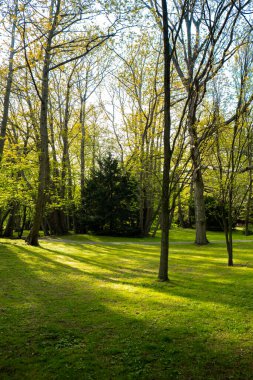 Sunrise through the morning mist in the pine forest at the end of summer. Sunbeams in the dark forest. Deep forest tree. Green grass Natural wallpaper background