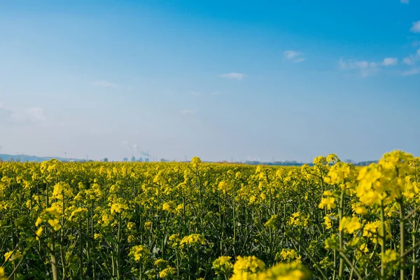 stock image Gorgeous yellow canola field blooming rapeseed farm backlit with sunset light. Big agricultural field planted with numerous yellow flowers of field mustard blossoming in springtime. Rapeseed oil in rape field Summer Herbal flowers green industry Rape