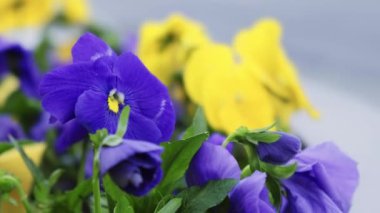 Flowerbed of beautiful colorful flowers on green lawn background. Group of delicate flowers in the period of active flowering in spring. Romantic natural background for all vivid moments of life