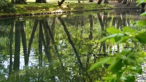 美しい春の湖と森 春の自然 水の中の木の反射 抽象的な自然背景 多くの緑の春の木の青いシルエット 葉は平和的な表面に反映されます — ストック動画
