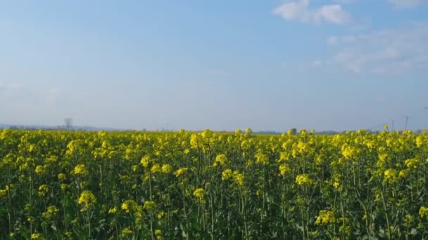 Gorgeous Yellow Canola Field Blooming Rapeseed Farm Backlit Sunset Light — Stockvideo