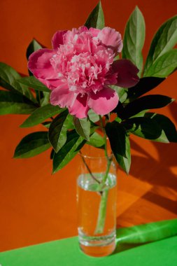 Beautiful peony flower on pink color in transparent Glass of water on isometric creative background. Fresh cut flowers green leaf for decoration home. Delivery flower. Feminine floral composition 