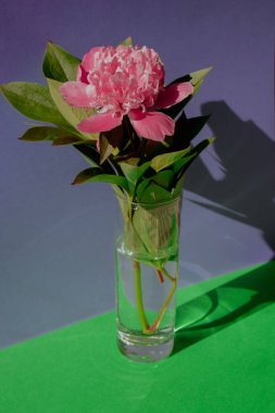 Beautiful peony flower on pink color in transparent Glass of water on isometric creative background. Fresh cut flowers green leaf for decoration home. Delivery flower. Feminine floral composition 
