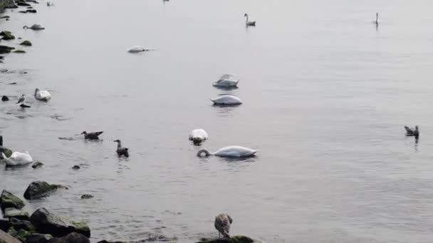 Nascer Sol Mar Azul Cisnes Flutuantes Água Cisnes Brancos Selvagens — Vídeo de Stock