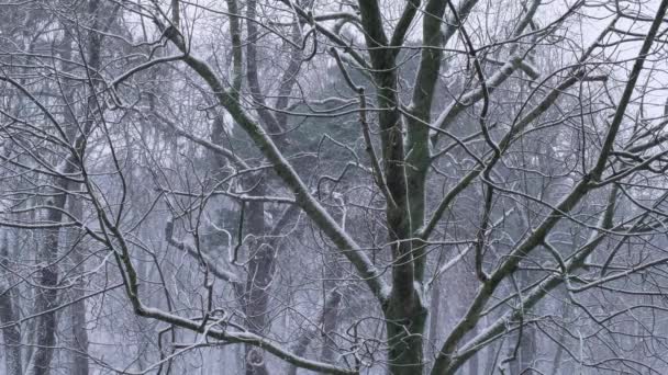 Extreme Falling Snow Trees Heavy Snowfall Winter City Cold Evening — Vídeo de stock