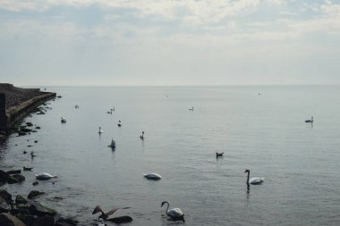 Mavi deniz gündoğumu ve suda yüzen kuğular. Vahşi beyaz kuğular kıyıya yakın denizde yüzerler. Kuğular deniz kenarında beslenir. Birçok kuğu Baltık Denizi 'nde yüzer. Vahşi doğa arka planı
