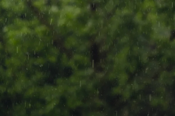Defocused background of Heavy rain pouring shower, thunderstorm in summer. Green trees on background. Windy rainy weather, close up shot with bokeh. Season tropical rainforest dark evening footage
