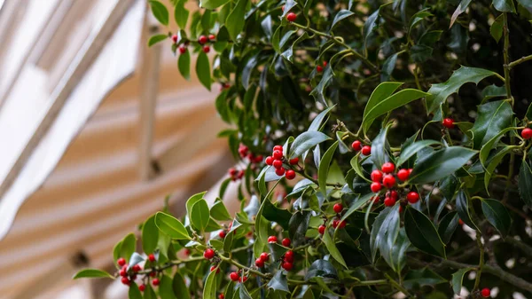 Borovicová Větev Jaře Zima Lese Vánoční Dekorace Rostliny Venkovní — Stock fotografie