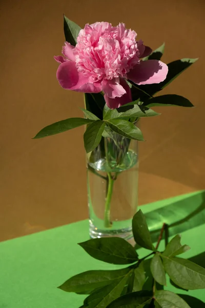 Beautiful Peony Flower Pink Color Transparent Glass Water Isometric Creative — Photo