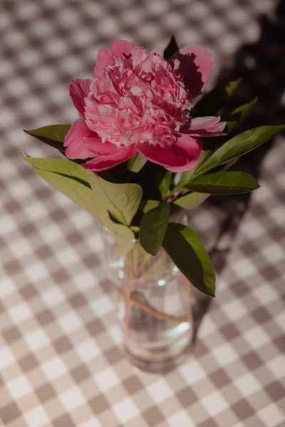 Beautiful peony flower on pink color in transparent Glass of water. Fresh cut flowers green leaf for decoration home. Delivery flower. Feminine floral composition