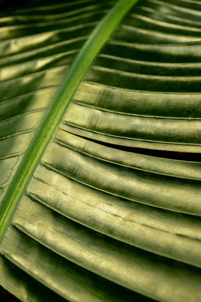 緑のヤシの葉のパターンのテクスチャ抽象的な背景熱帯林 生態学と目的地の進歩の概念は 自由の旅のライフスタイルのジャングルの背景 エキゾチックな植物 夏の熱帯 — ストック写真