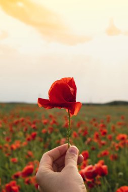 Vahşi bir tarlada kırmızı gelincik çiçeklerini tutan bir kadın. İlkbaharda canlı haşhaş çayırı. Güzel bir yaz günü. Yeşil tüylü güzel kırmızı gelincik çiçekleri tarlada yetişir. Kırmızı gelincik çiçekleri