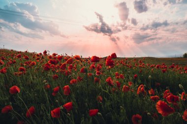 Vahşi bir tarlada kırmızı gelincik çiçekleri. İlkbaharda canlı haşhaş çayırı. Güzel bir yaz günü. Yeşil tüylü güzel kırmızı gelincik çiçekleri tarlada yetişir. Gün batımında kızıl gelincik çiçekleri