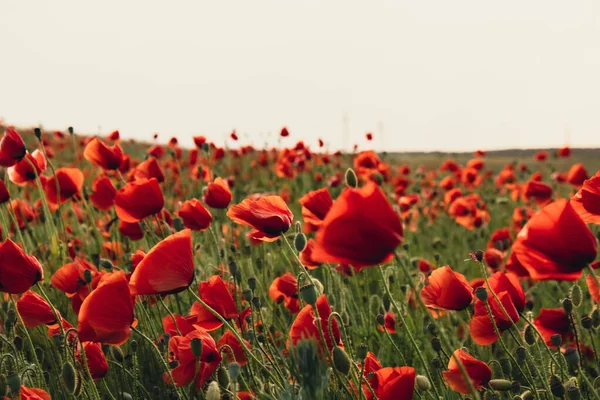 Czerwone Kwiaty Maku Dzikim Polu Żywa Łąka Makowa Wiosną Piękny — Zdjęcie stockowe