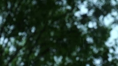 Sağanak yağmur, yazın gök gürültülü fırtına. Arka planda yeşil ağaçlar. Rüzgarlı yağmurlu hava, Bokeh ile yakın çekim. Mevsimlik tropikal yağmur ormanları karanlık akşam görüntüleri. Şiddetli yağmurda fırtına, güçlü.