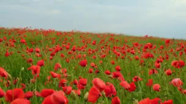 Κόκκινα Λουλούδια Παπαρούνας Ένα Άγριο Λιβάδι Ζωηρό Λιβάδι Παπαρούνες Την — Αρχείο Βίντεο
