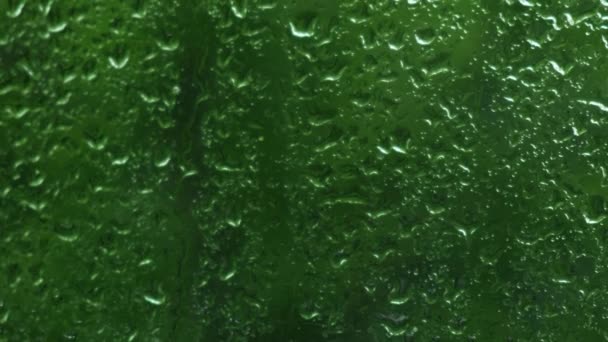 Проливной Дождь Ливень Гроза Летом Зеленые Деревья Заднем Плане Ветреная — стоковое видео