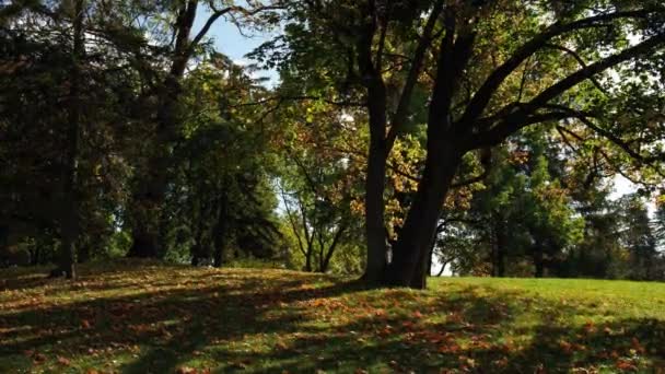 Barevné Podzimní Listí Pohled Podzimním Listím Lesích Parku Zlaté Listy — Stock video