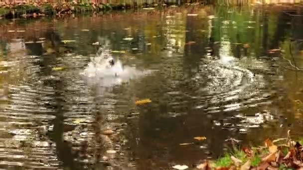 Ente Schwimmt Auf Dem Plätschernden Wasser Herbstsee Nahaufnahme Von Wasservögeln — Stockvideo