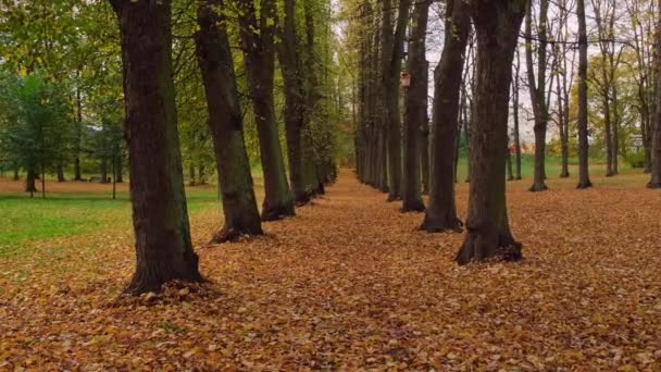 Kleurrijke Vallende Herfstbladeren Uitzicht Door Het Herfstblad Het Parkbos Gouden — Stockvideo