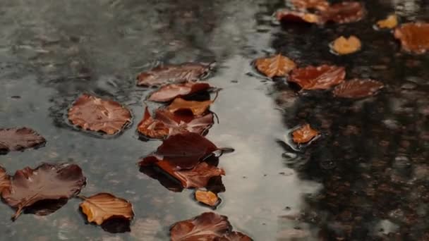 Vallen Regendruppels Vallen Plas Met Herfstbladeren Hallo Herfst Bladeren Drijven — Stockvideo