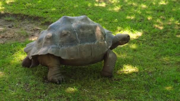 巨大的加拉帕戈斯龟 在绿草上移动的土拨鼠 自然或动物园里的古老动物 在动物园爬行动物中缓慢爬行 — 图库视频影像