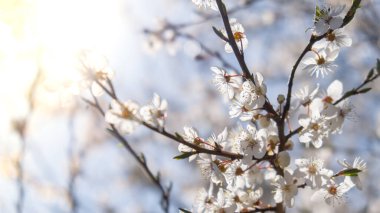 White flowers of cherry blossom on cherry tree close up. Blossoming of white petals of cherry flower. Nature. Bright floral scene with natural lighting. Spring concept Wallpaper background for
