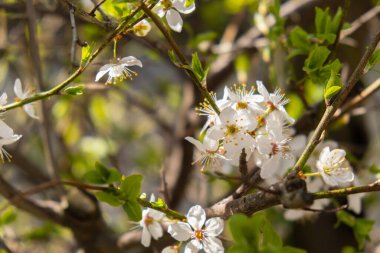 White flowers of cherry blossom on cherry tree close up. Blossoming of white petals of cherry flower. Nature. Bright floral scene with natural lighting. Spring concept Wallpaper background for